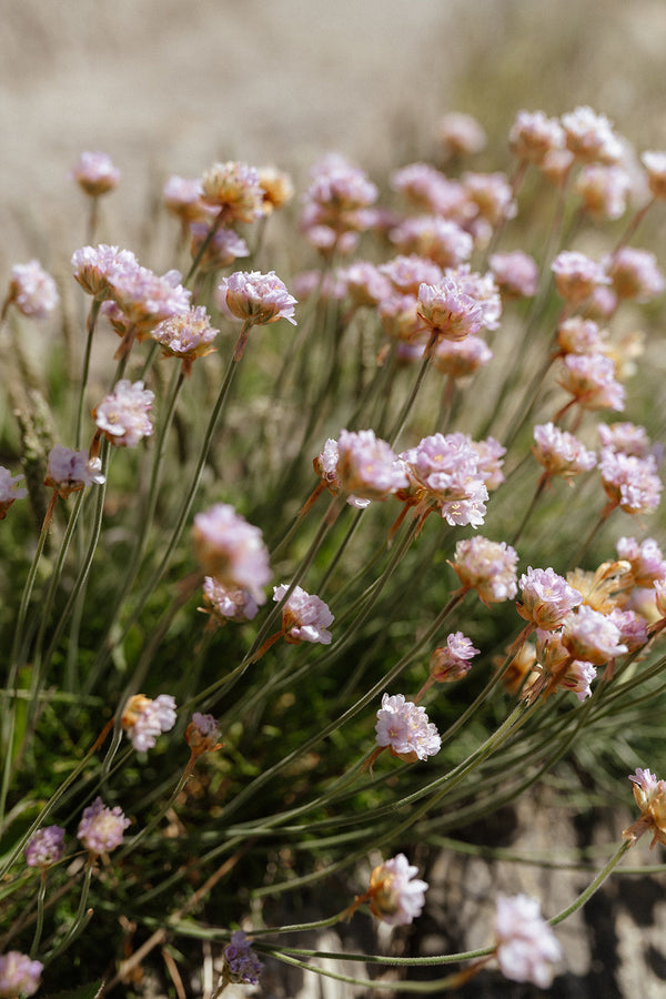 Close-up of pale pink flowers with a blurred natural background