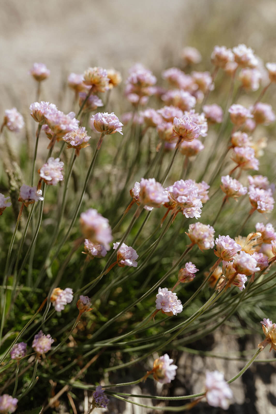 Close-up of pink flowers with a blurred natural background